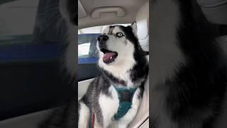 Dog emotional singing video #shorts @Mixanimal7L