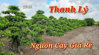 Giới Thiệu 2 Nguồn Cây Cảnh Giá Rẻ - Thanh Lý Hết Cây Vườn Cũ Phong Sơn