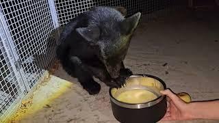 Rescuing a black bear cub