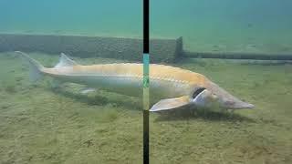 Alpenaquarium Grüblsee - Steiermark - Österreich