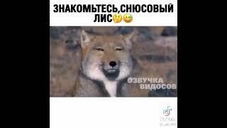 Снюсовый Лис