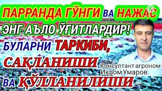 PARRANDA va ODAM G‘O‘NG‘I. 91-son. ТОВУК ГУНГИ. ФЕКАЛИЙ.