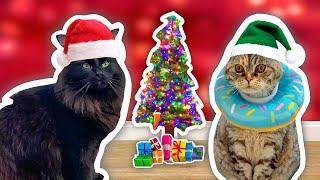 Incredible CAT CHRISTMAS Presents!