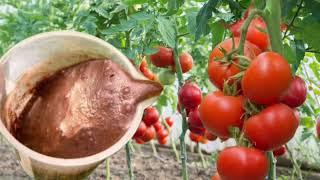 TOMATOES, PEPPERS, CUCUMBERS GROW LIKE CRAZY! Just one spoon...