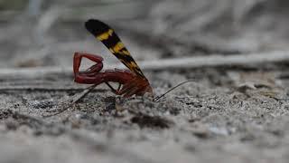 Scorpionfly