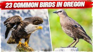 23 Common Birds in Oregon (with Pictures)