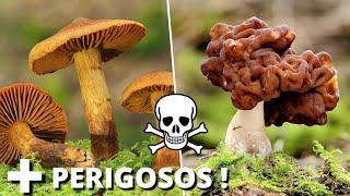 Os 7 Cogumelos Mais VENENOSOS do Mundo Que Você Precisa Ter Muito CUIDADO