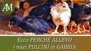 Allevare i pulcini in gabbia: ecco perché - Avicoltura e Pollaio