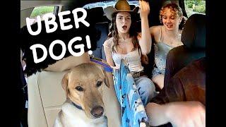 BOWIE THE UBER DOG SURPRISING PASSENGERS!