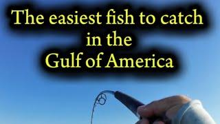 The easiest fish to catch in the Gulf of America.