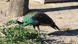 Peacock Transfer : New Home (Farm Video)