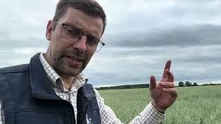 Revesby Estate Arable Update July 2024