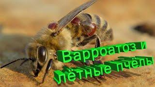 Профессор Кашковский: Варроатоз и лётные пчёлы