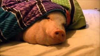 Sleeping Pig Wakes Up for a Cookie!