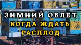 Очистительный облет пчел. Когда ждать расплод? 10.01.2025