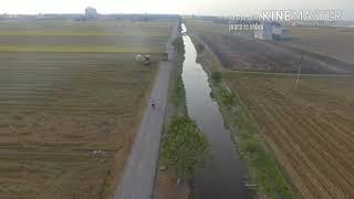 Paddy Field at Sekinchan Selangor Malaysia with DJI Phantom 3