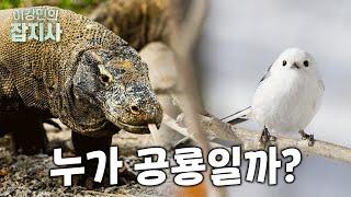 = 공룡은 멸종하지 않았다! 새=공룡입니다. 비둘기랑 닭은 공룡이라고요.