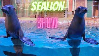 Sealion Show @Georgia Aquarium @Amna_Parvaiz