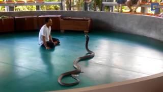 You shouldn't be here: Cobra almost bites tourists in Phuket show - Thailand