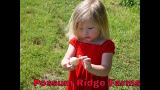 Possum Ridge Farms