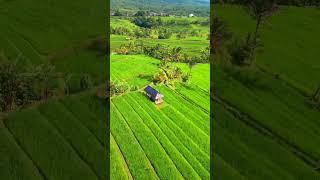 Beautiful rice terraces of Jatiluwih, Bali #bali #jatiluwih #riceterrace
