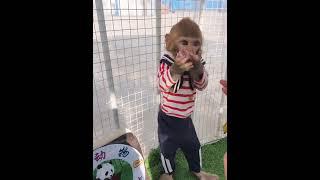 Cute baby monkey , funny monkey, Chinese monkey  SYV07