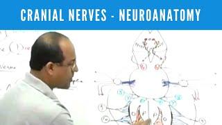 Cranial Nerves | Neuroanatomy