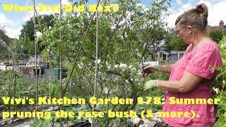 Vivi's Kitchen Garden 278: Summer pruning the rose bush (& more).