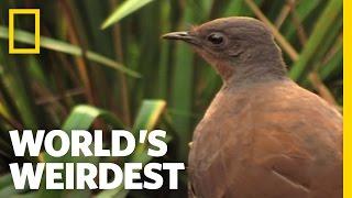 Bird Mimics Chainsaw, Car Alarm and More | World's Weirdest