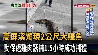 高屏溪有鱷魚！ 動保處以雞肉當誘餌 耗時1.5小時成功捕獲－民視台語新聞