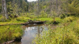 Let's Explore the Cranberry Glades, West Virgina together.