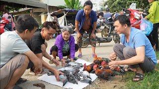 Continue to sell  wild chickens and birds. Robert | Green forest life