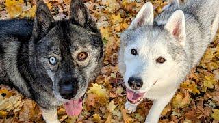 Will The Dogs Get a Leaf Pile This Year?