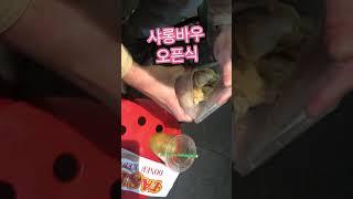 시드니 금요일 밤 놀거리 먹거리/ 헤이마켓 차이나 타운 추천
