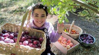 Ripe for the Picking | A HUGE Fruit Harvest From On and Off the Homestead