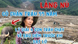 Cô Đồng Bào Người Làng Nủ 55 Năm Chăn Trâu Lý Giải Việc Bốn Con Trâu Chạy Về Báo Điềm Trước Sạt Lở