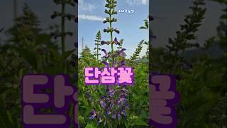 단삼꽃......단삼꽃을 아시나요