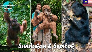 Sandakan & Sepilok ∙ Orang-Utans und die kleinsten Bären der Welt  ∙ Borneo ∙ Weltreise Vlog #108