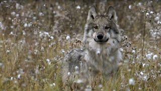 How Wolves Outsmart Buffalo During Hunting | BBC Earth