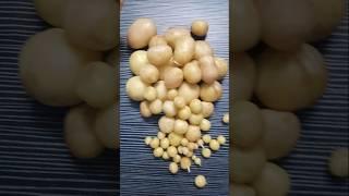 HARVESTING organic potatoes at home #shorts #potato #organic potatoes