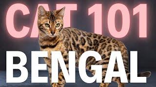 Bengal Cat 101 - Everything You Need To Know - Is It the Right Cat for You?