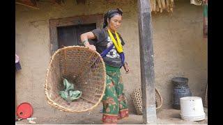 Myvillage official videos EP 1147 || Traditional village life