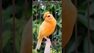 singing birds | canary singing #birds #bird #animals