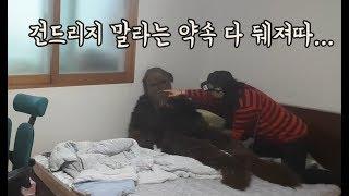 [ENG] 61탄: 엄마 몰래 스타워즈 츄바카로 인형되어 반응보기