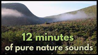 12 MINUTES OF PURE NATURE SOUNDS (in the mist - Pluto's Vale, Eastern Cape)