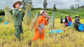 CUTIS harvest rice in village! Upland farmers busy working hard to harvest bumper crop