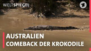 Australien: Comeback der Krokodile | Weltspiegel