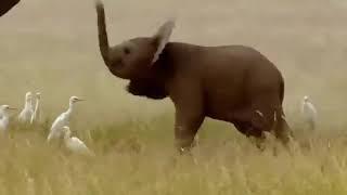 Baby elephant wagging his nose trunk