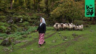 Country life vlog in Talesh mountains 8  ولاگ زندگی روستایی قسمت هشتم