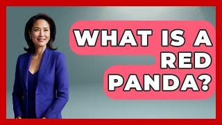 What Is A Red Panda? - The Wild Life Explorer